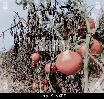 Pale photo of ripe tomatoes in the field on the vine in North Carolina Stock Photo