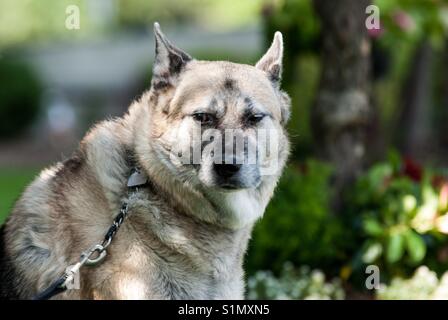 Funny German shepherd face Stock Photo