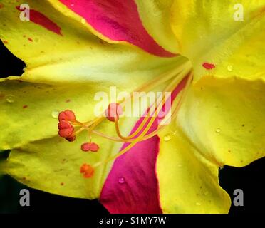 Four O'clock flower macro, Mirabilis jalapa Stock Photo