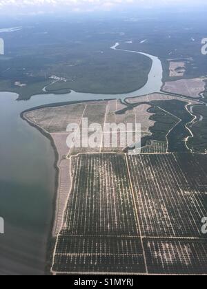 Massive clearing of land for oil palm plantation in the eastern part of Sabah, Malaysian Borneo. Only a very thin strip of buffer zone is left along the coast line. Stock Photo
