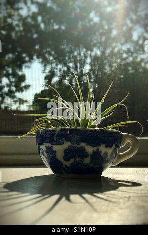 An air plant in a teacup. Stock Photo