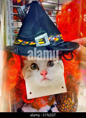 Pet cat Halloween witch's hat costume, Michael's Arts and crafts store, NYC, USA Stock Photo
