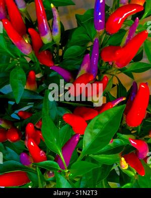 Ornamental peppers, purple, red Stock Photo