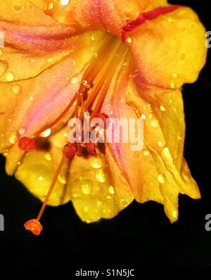 Four O'clock flower macro with rain drops, Mirabilis jalapa Stock Photo