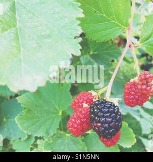 Blackberries ripening on the vine on the blackberry shrub. Square crop. Space for copy. Stock Photo