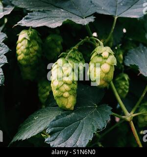 Close up detail shot of hops growing on a vine Stock Photo