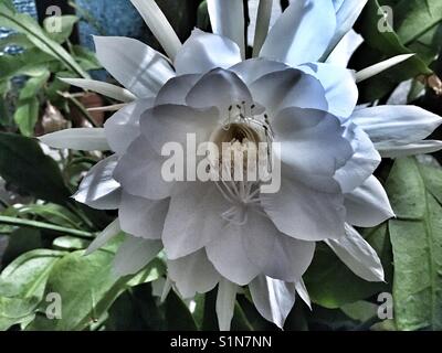 Epiphyllum oxypetalum cacti orchid, flowering at night. Also known as Keng Hwa, or Night Queen. A night blooming Cereus. Stock Photo