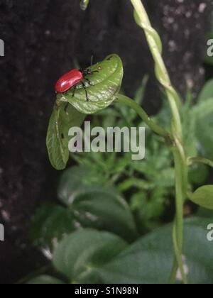 Air potato leaf beetle (Lilioceris cheni) on air potato (Dioscorea bulbifera) Stock Photo