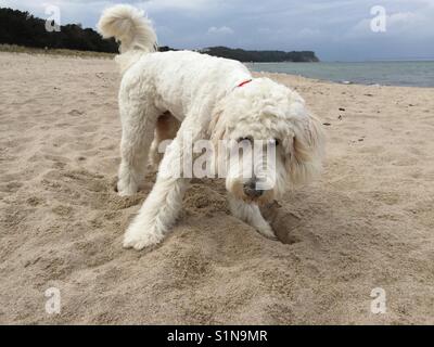 Goldendoodle digging store