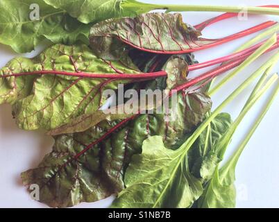 Mangold leaves on white kitchen background. Stock Photo