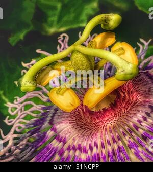 Passion flower macro shot, Passiflora incarnata Stock Photo