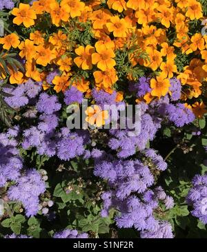 Orange and mauve flowers Stock Photo