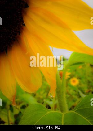 September sunflower after rain Stock Photo