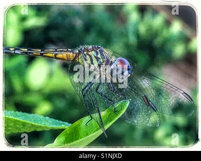 A female Blue Dasher dragonfly perched on a leaf, Pachydiplax longipennis Stock Photo