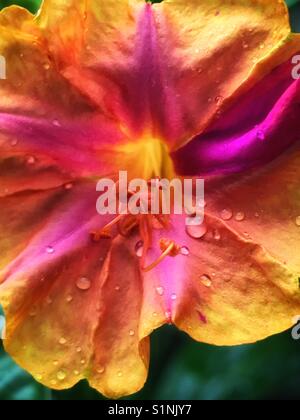Four O'clock flower macro with rain droplets, Mirabilis jalapa Stock Photo