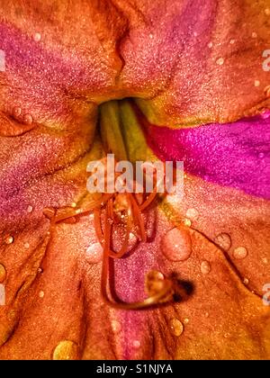 Four O'clock flower center macro with rain droplets, Mirabilis jalapa Stock Photo