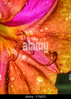 Four O'clock flower macro with rain droplets, Mirabilis jalapa Stock Photo