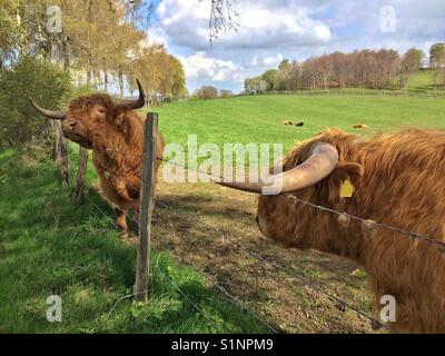 Two Scottish highland cattles at the fence on a meadow Stock Photo