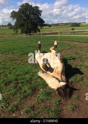 Horse rolling in paddock Stock Photo