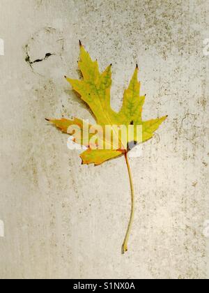 Yellow maple leaf on porch railing. Stock Photo