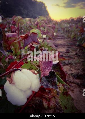 Cotton field at sunrise Stock Photo - Alamy