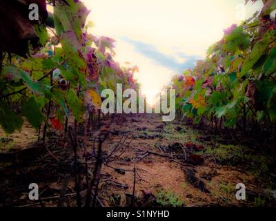 Down the row in the cotton field under morning sky in North Carolina Stock Photo