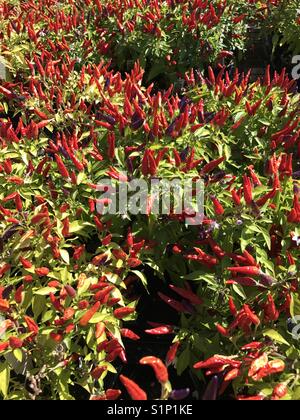 Ornamental peppers Stock Photo