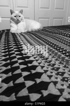 A black and white image of a white Siamese cat sitting on a bed and with line patterns creating perspective. Stock Photo