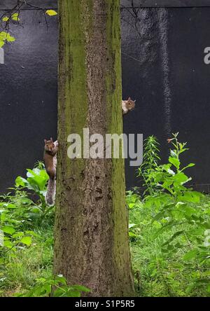 Two cheeky squirrels playing on a tree Stock Photo