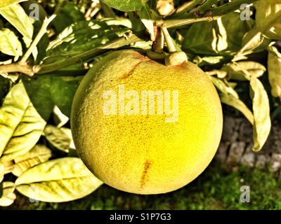 Pomelo, Citrus maxima or Citrus grandis, also called pomelo, pummelo or pomelo. A fruit ripening on the tree. Stock Photo