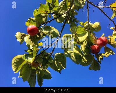 Persimmon fruits ripening on tree, against blue sky Stock Photo