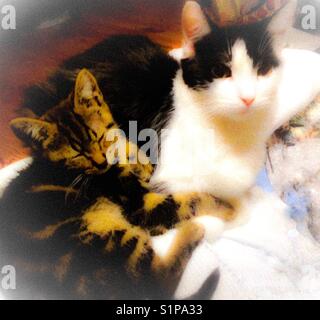 Kitten and young cat Stock Photo