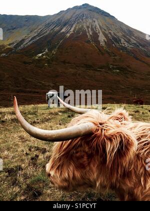 Highland cows - Isle of Skye Stock Photo