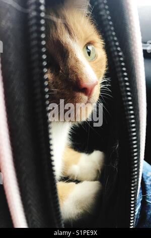 Domestic ginger cat looking out of pet carrier Stock Photo