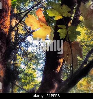 Sunlight filters through the forest canopy and highlights some beautifully colored fall leaves. Stock Photo