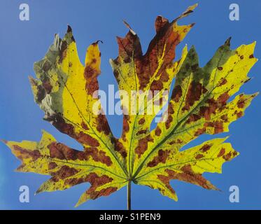 Fall color on leaf of big leaf Maple, Seattle Stock Photo