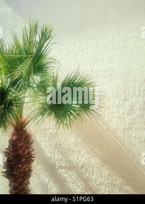 A palmetto palm tree, the symbol of South Carolina in front of a stucco wall, USA Stock Photo