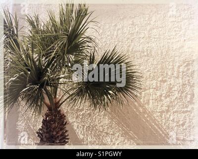 A palmetto palm tree, the symbol of South Carolina, USA Stock Photo