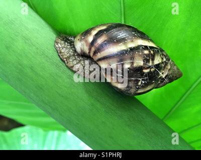 Snail on a tree branch Stock Photo