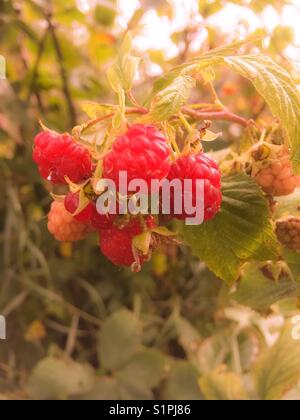 Bunch of raspberries on a raspberry bush with warm nostalgic lighting Stock Photo