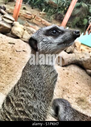 Meerkat on lookout duty Stock Photo