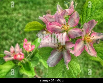 Pink apple tree blossoms against a green background Stock Photo