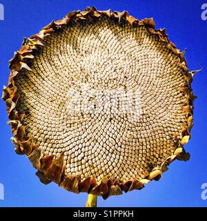 Dried sunflower. Stock Photo