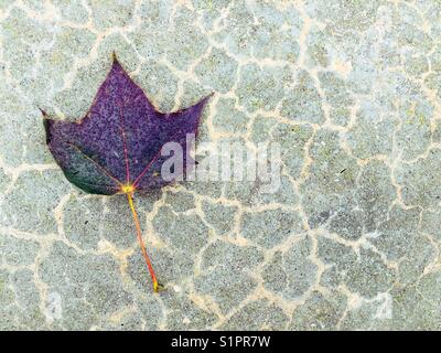 Red Maple that looks vibrant purple simply laying on concrete with cracked texture Stock Photo