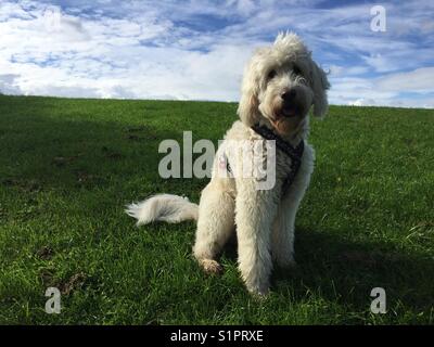 Olympia 1972 Munich Bavaria Olympia Park with white dog Goldendoodle sitting on green meadow in front of blue sky with white clouds under typical Bavarian white-blue sky Stock Photo