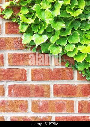 A brick wall with lush green ivy climbing up leaving copy space, representing architecture, building and the crossover with nature Stock Photo