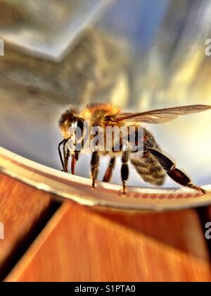 Busy bee on a wood table close up macro Stock Photo