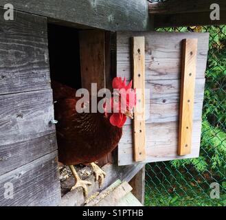 Rhode Island Red chicken standing in doorway of coop looking at camera Stock Photo