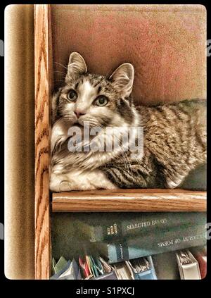 Cat on a bookshelf Stock Photo