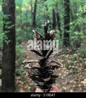 Close-up view of a pine cone in a forest focusing on the foreground during a sunny autumn day. Stock Photo